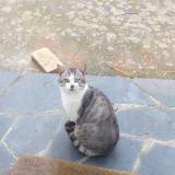 Foto de gato encontrado en Coesmes