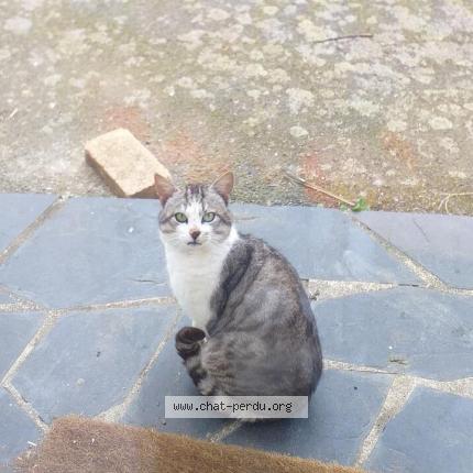 Foto 1/1 Gato encontrado Encontrado en Coesmes