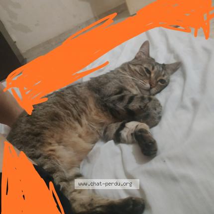 Foto 1/1 Nadia senhaji Chat perdido en Nice
