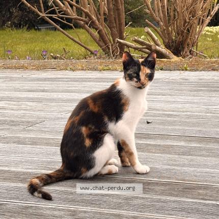 Foto 1/1 Boni Chat perdido en Logonna daoulas