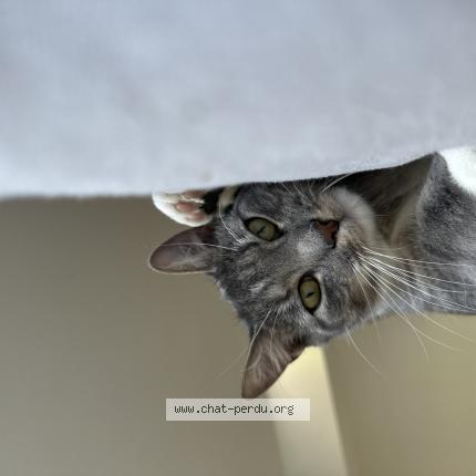 Foto 1/1 Wooky Chat perdido en Saint seunier sous avranches