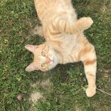 Foto del gato perdido en Saint Brevin Les Pins