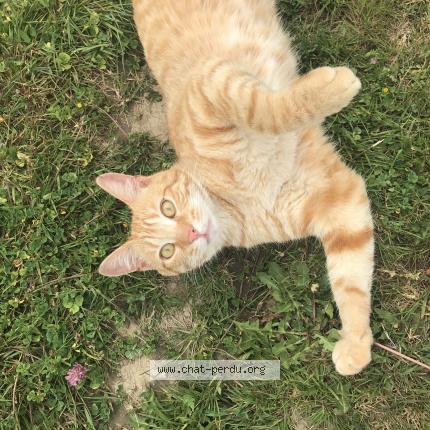 Foto 1/1 Choco Chat perdido en Saint brevin les pins