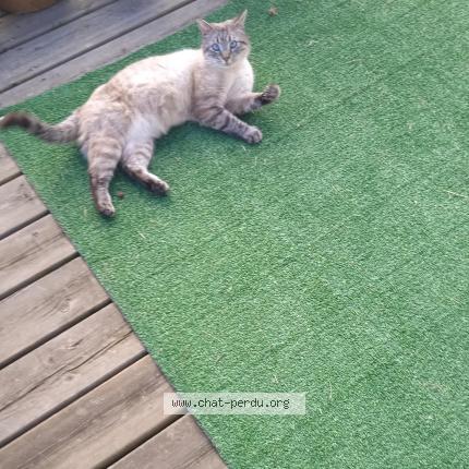 Foto 1/1 Raoudi Chat perdido en Castera verduzan