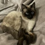 Foto del gato perdido en Perpignan