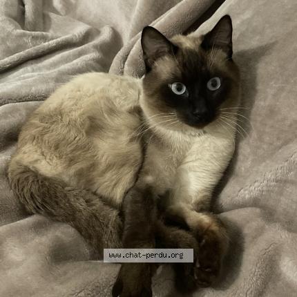 Foto 1/1 Gato encontrado Perdido en Perpignan