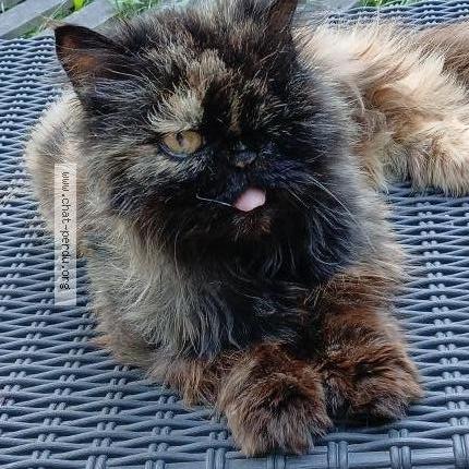 Foto 1/1 Chouby Chat perdido en Ormoy