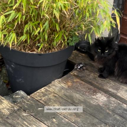 Foto 1/1 Babouche Chat perdido en Olivet