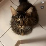 Foto del gato perdido en Selles