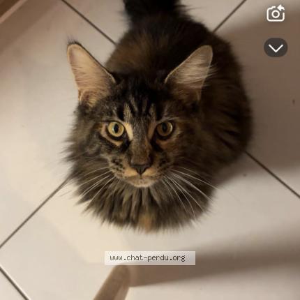 Foto 1/1 tacos Chat perdido en Selles