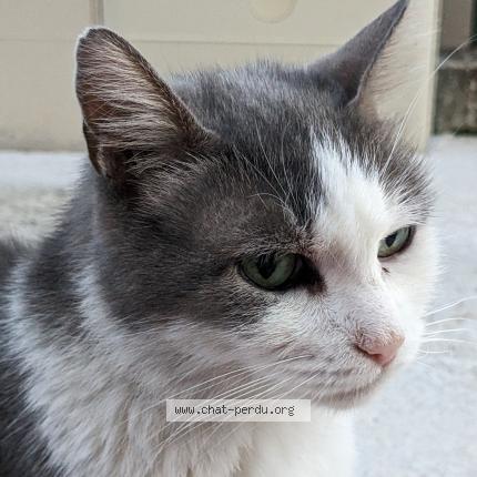 Foto 1/1 Lola Chat perdido en Contes