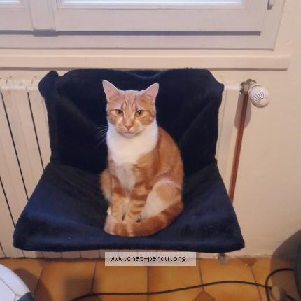 Foto 1/2 Urus Chat perdido en Ronquerolles