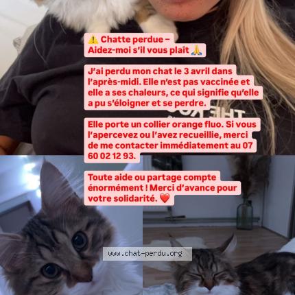 Foto 1/1 Nala Chat perdido en Rieulay
