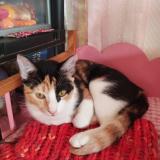 Foto del gato perdido en Molas