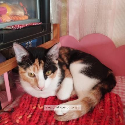 Foto 1/1 Nina Chat perdido en Molas