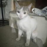 Foto del gato perdido en Peshawar