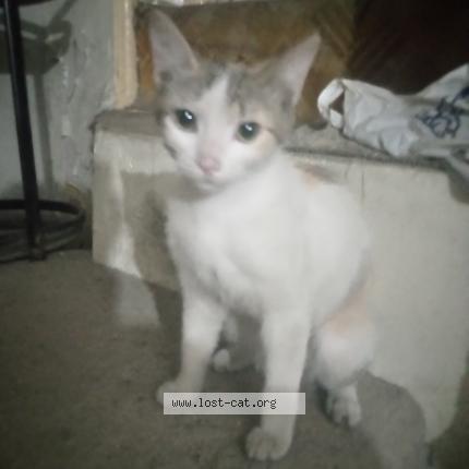 Foto 1/1 Moti Chat perdido en Peshawar