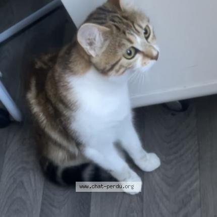 Foto 3/3 Minou Chat perdido en Limoges