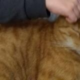 Foto del gato perdido en Salies De Bearn