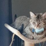 Foto del gato perdido en Merpins