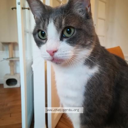 Foto 1/1 TCHOUPI Chat perdido en Saint cloud