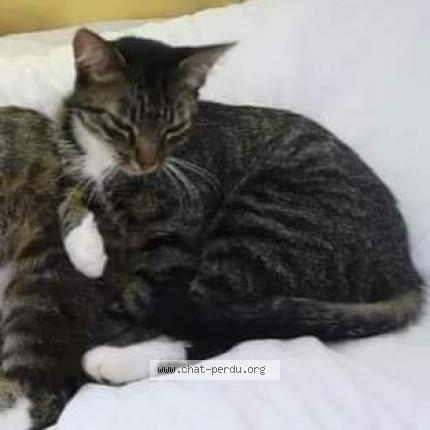 Foto 1/1 pipouche Chat perdido en Busserolles