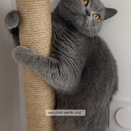 Foto 1/1 Mousse Chat perdido en Moulin les metz