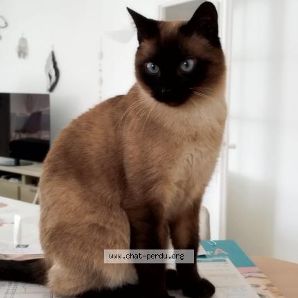 Foto 1/1 OXBOW Chat perdido en Nieul sur mer