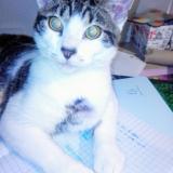 Foto del gato perdido en Martigne Briand