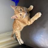Foto del gato perdido en Pretoria