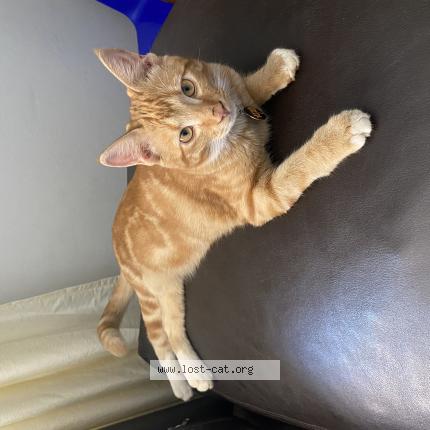 Foto 1/1 Pretzel Chat perdido en Pretoria