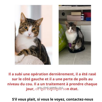 Foto 1/1 Sasuké Chat perdido en L union