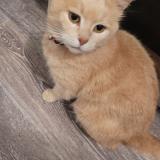 Foto del gato perdido en Sainte Maure De Touraine