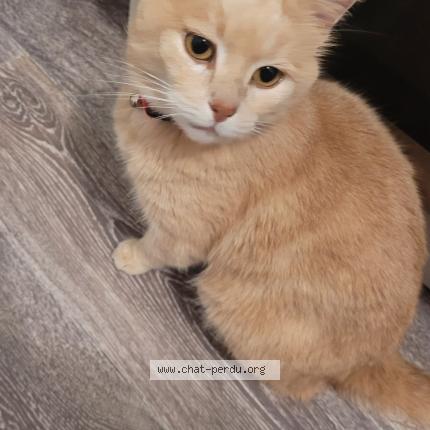 Foto 1/1 Rocky Chat perdido en Sainte maure de touraine