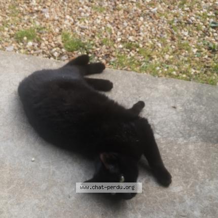 Foto 1/1 Salto Chat perdido en Pirmil