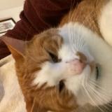 Foto del gato perdido en Val Couesnon