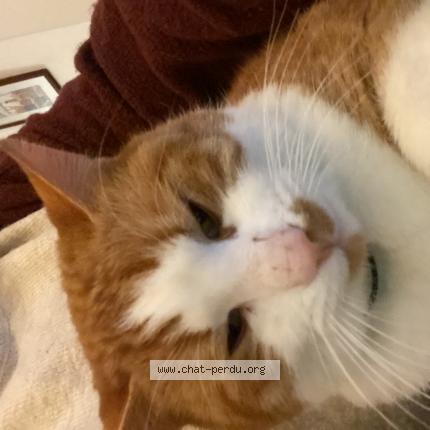 Foto 1/1 Kedi Chat perdido en Val couesnon