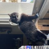 Foto del gato perdido en Angers