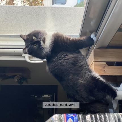 Foto 1/1 Moka Chat perdido en Angers