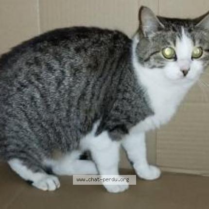 Foto 1/1 Alma Chat perdido en Quimper