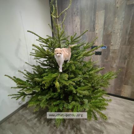 Foto 1/1 Scott Chat perdido en Gauchy