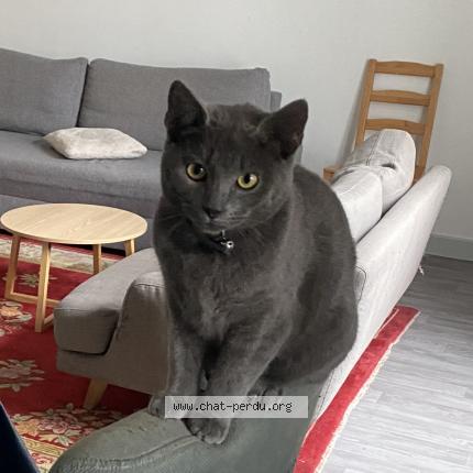 Foto 1/1 ANTAR Chat perdido en Le blanc mesnil