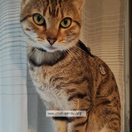 Foto 1/1 Rocket Chat perdido en 38400 st martin d heres