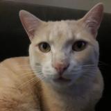 Foto del gato perdido en Sainte Marie De Re