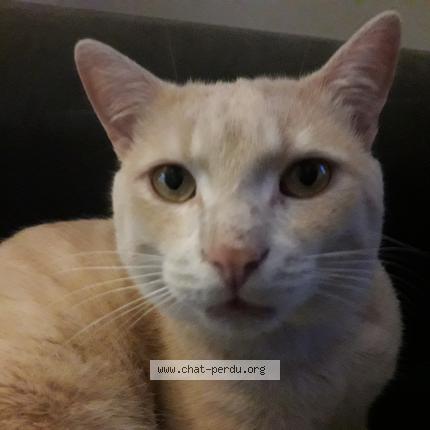 Foto 1/1 Scoubidoo Chat perdido en Sainte marie de re