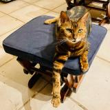 Foto del gato perdido en Kergloff