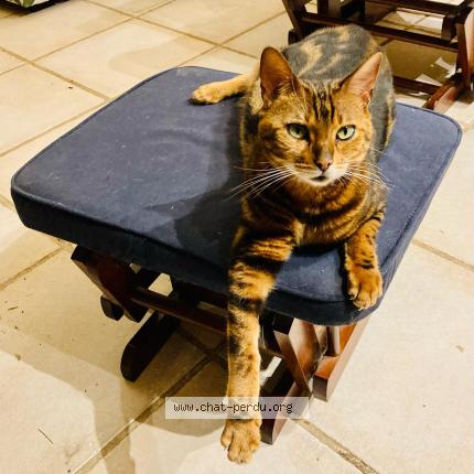 Foto 1/1 Inoy Chat perdido en Kergloff