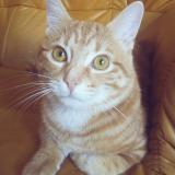 Foto del gato perdido en Neufchef