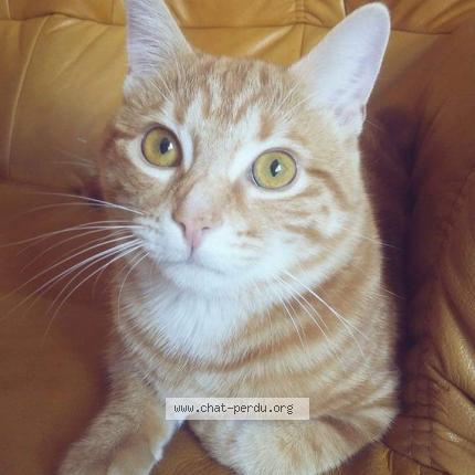 Foto 1/1 Tachon Chat perdido en Neufchef