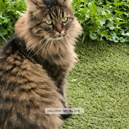 Foto 1/1 Locks Chat perdido en Bresles